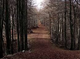 forest.png